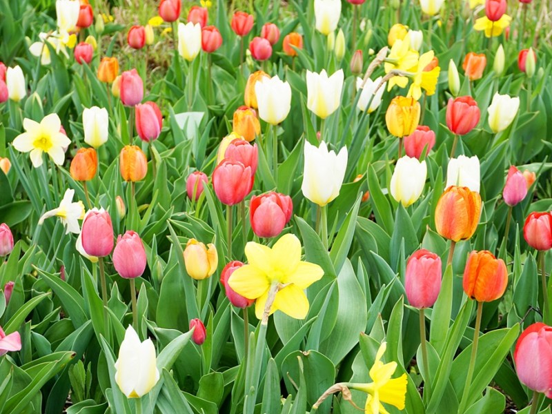 Blumenverkauf zum Frauentag